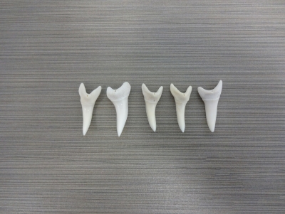 Mako Shark Teeth