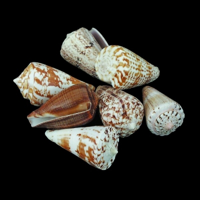 Assorted Cones Small (India)
