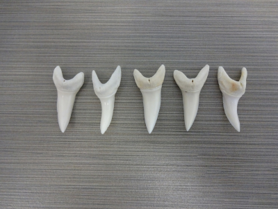 5038 - Mako Shark Teeth