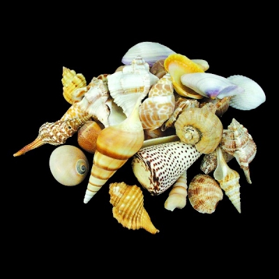 Large Mix Shells