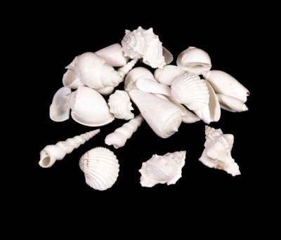 Large White Mix Shells