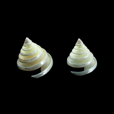 Tectus Pyramis Pearled - Spiral Cut