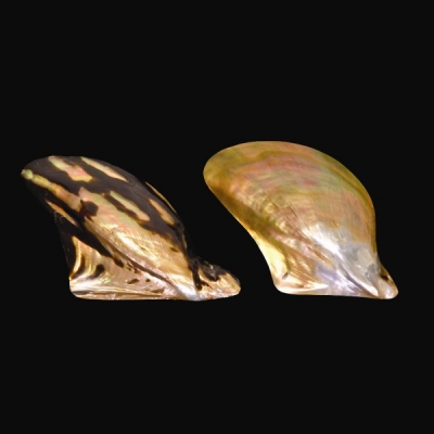 Pteria Avicula - Polished Wing Oyster Shell